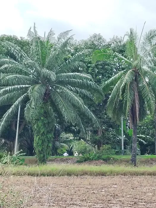 HOMESTAY AYAH Picture 6