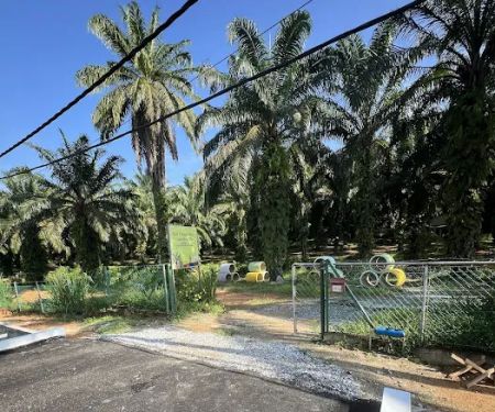 Slim Village Palm House
