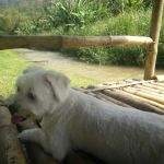 The Orchard Raub