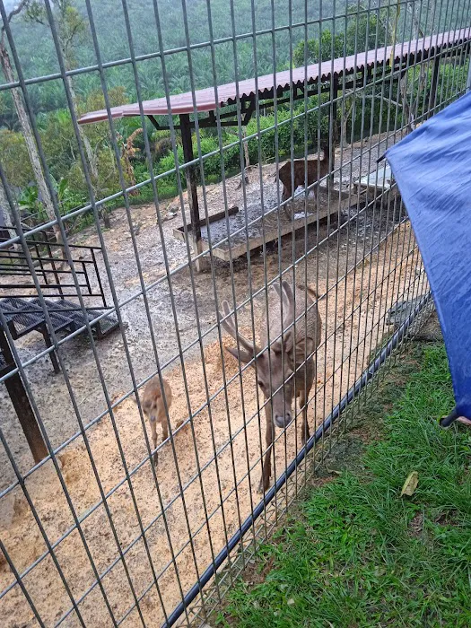 D' Bilut Agrofarm & Retreat Picture 9