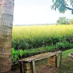D' Paddy Field Chalet
