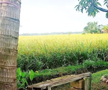 D' Paddy Field Chalet