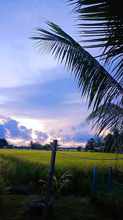 D' Paddy Field Chalet Picture 3
