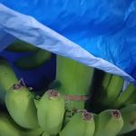 Menjual pisang.