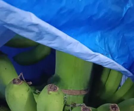 Menjual pisang.