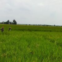 Tamu Tok Man Homestay ico