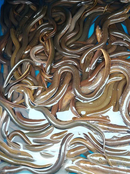 Pembeli Belot & Ikan HARUAN Picture 1