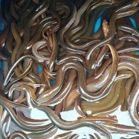Pembeli Belot & Ikan HARUAN ico