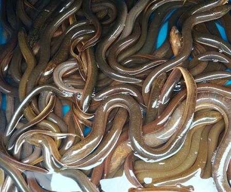 Pembeli Belot & Ikan HARUAN