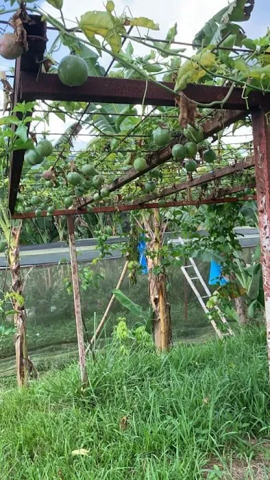 Happy Valley Eco Farm Picture 3