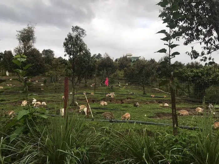 Happy Valley Eco Farm Picture 9