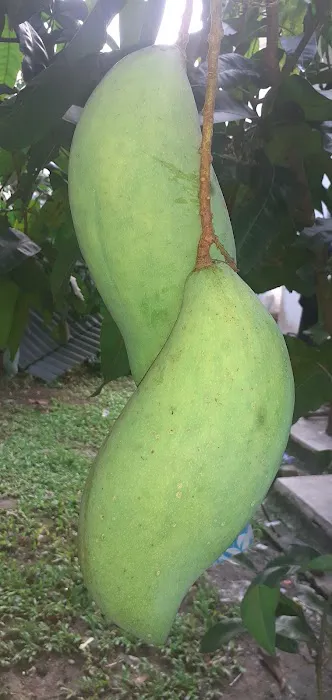 Agropolitan Gahai, Lipis Picture 8