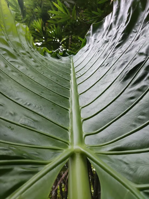 Eco Murai Rimba Picture 5