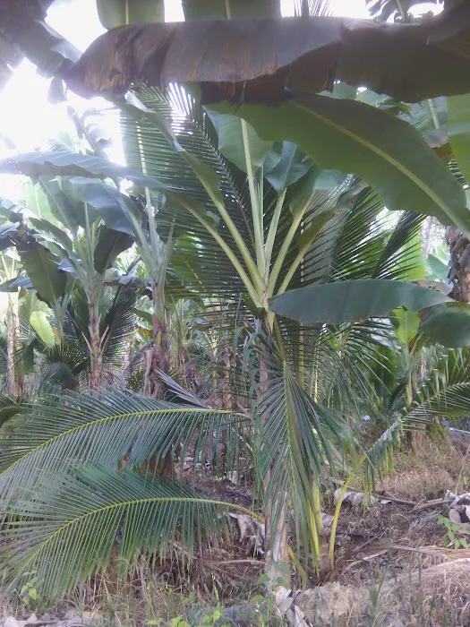 Taman Sri Mewah Picture 4