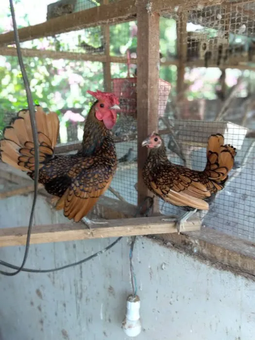 Villa Merak Mutiara farm and homestay Picture 1