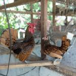 Villa Merak Mutiara farm and homestay