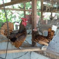 Villa Merak Mutiara farm and homestay ico