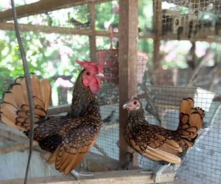 Villa Merak Mutiara farm and homestay