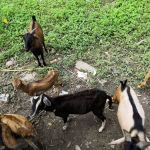 Teratak Bonda