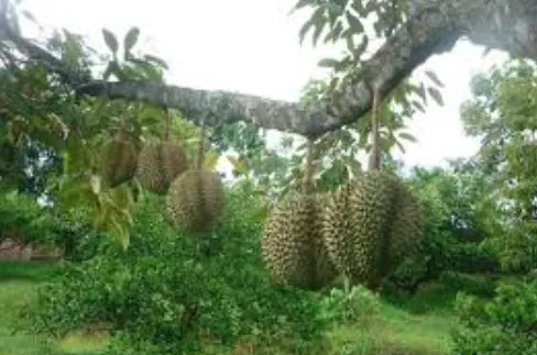 Dusun Durian KOME Kuala Kangsar Picture 4