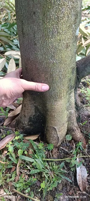 Dusun Durian KOME Kuala Kangsar Picture 8