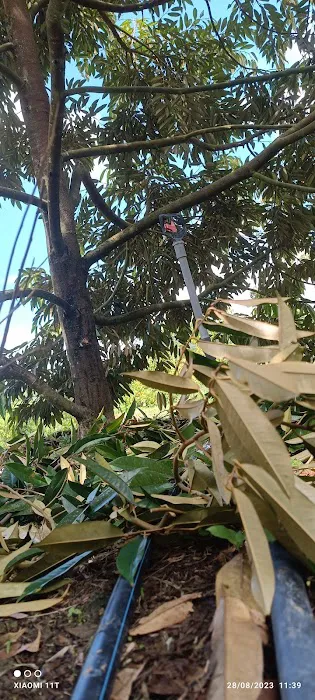 Dusun Durian KOME Kuala Kangsar Picture 7