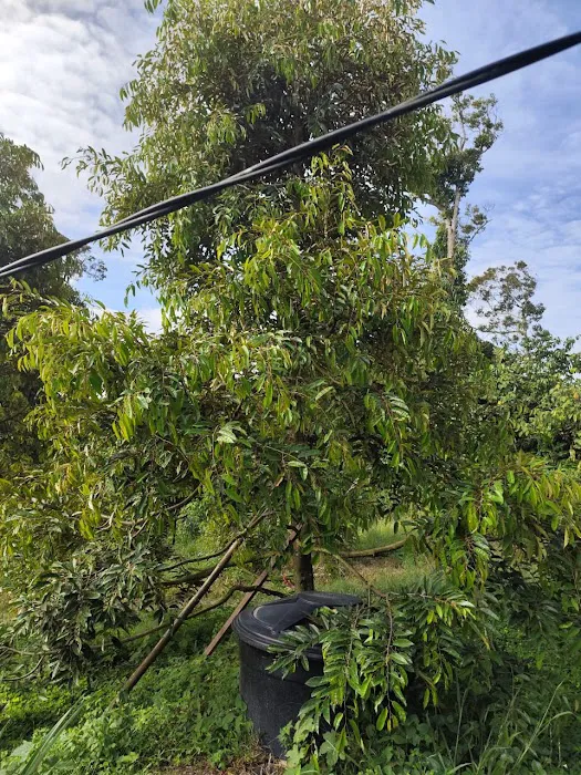 Dusun Durian KOME Kuala Kangsar Picture 9