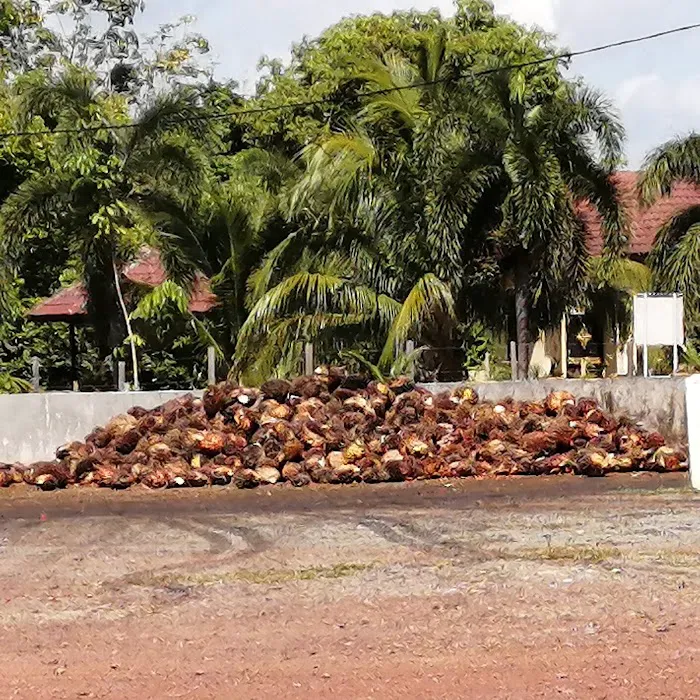 Pusat Timbang Koperasi Penanam Sawit Mampan Daerah Bera Berhad Picture 1