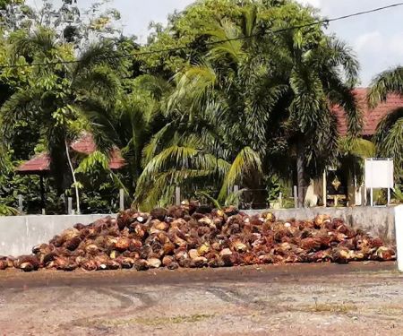 Pusat Timbang Koperasi Penanam Sawit Mampan Daerah Bera Berhad