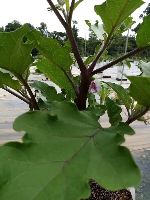 kebun fertigasi kertau Picture 3
