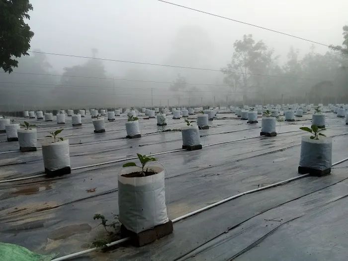 kebun fertigasi kertau Picture 4