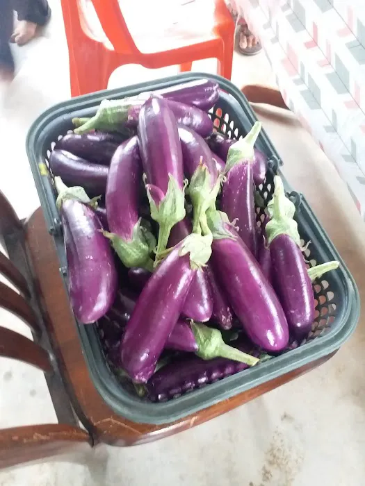 kebun fertigasi kertau Picture 1