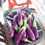 kebun fertigasi kertau