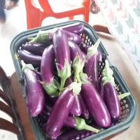 kebun fertigasi kertau ico