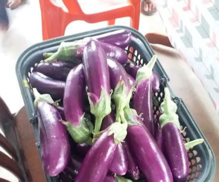 kebun fertigasi kertau