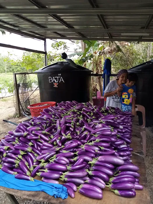 kebun fertigasi kertau Picture 6