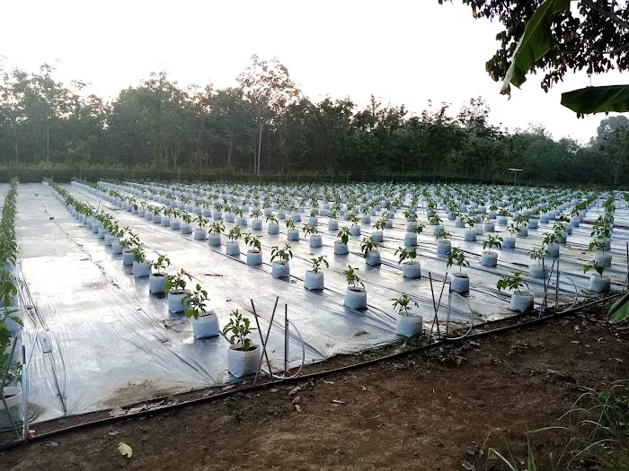 kebun fertigasi kertau Picture 9