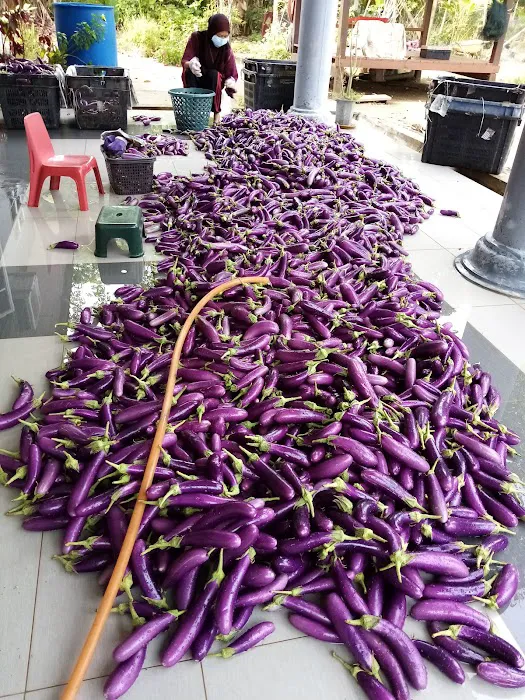 kebun fertigasi kertau Picture 7