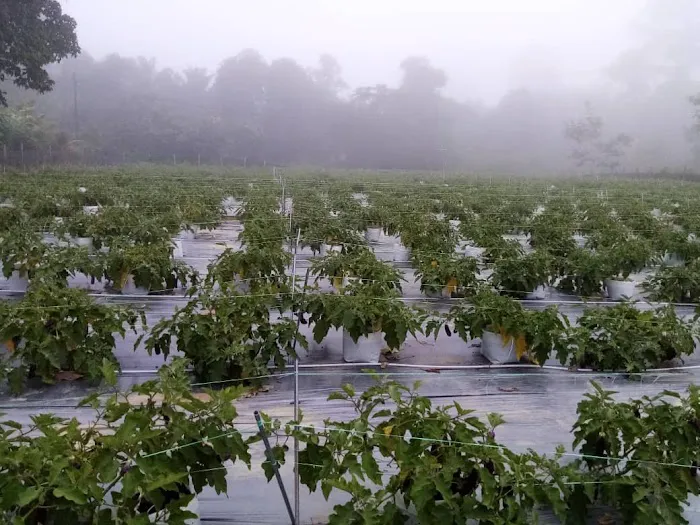 kebun fertigasi kertau Picture 2