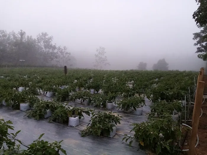 kebun fertigasi kertau Picture 8