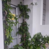 Hulu Yam Muslim Homestay ico