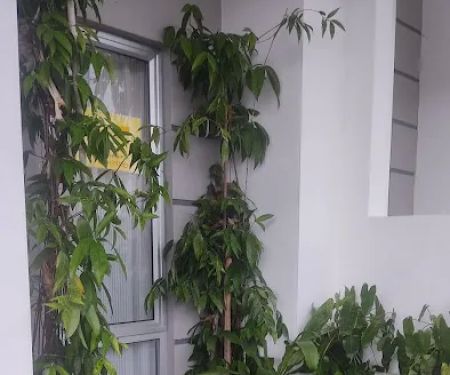 Hulu Yam Muslim Homestay