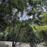 DeBambu00fa Campsite & Agro