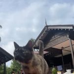 Dumoh Kayu Homestay
