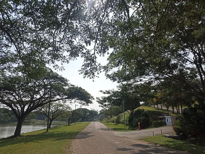 Palm Grove (Livistonia) Picture 9