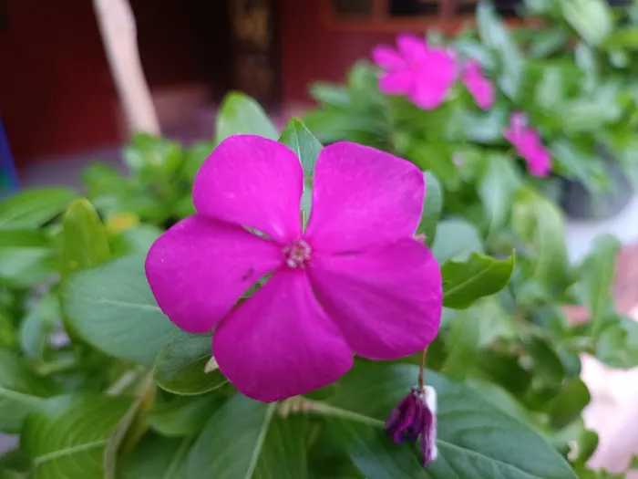 Ranai Homestay Felda Sungai Kemahal Picture 9