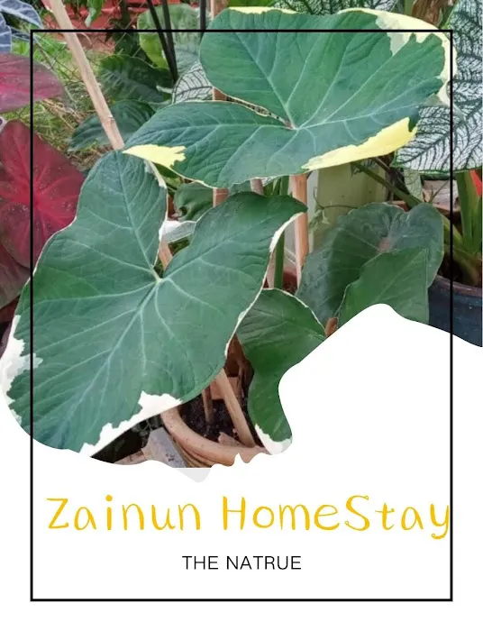 Zainun Homestay - Merapoh Picture 4