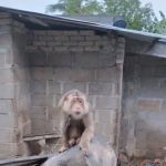 Abe Yie Homestay Chiku 03