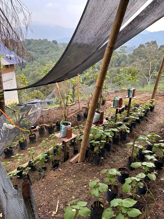 Pelantar Dusun Picture 1