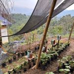 Pelantar Dusun